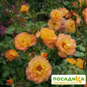 Роза Сахара в Ногинске
